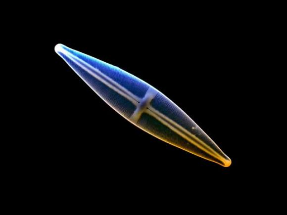 Colored image of a diatom seen through an electron microscope. Photo by ZEISS Microscopy.