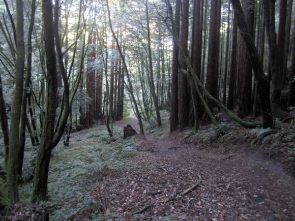 Enchanted Loop Trail at Wilder Ranch State Park