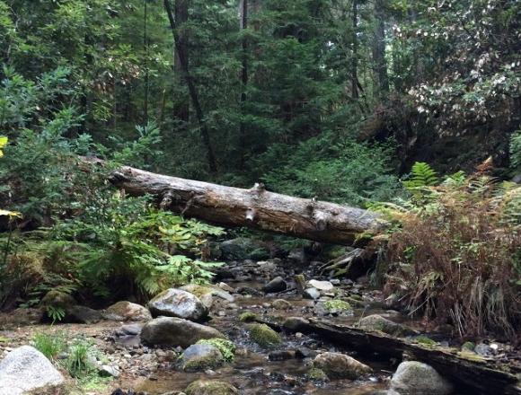 Fall Creek Trail, just north of the junction with South Fork Trail. Hilltromper photo.