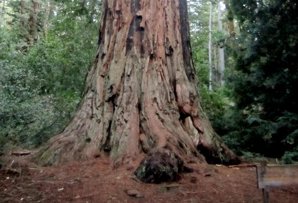 The Father of the Forest, a 2,000-year-old redwood tree, is just one of the stupendous sights on Big Basin Park's Redwood Trail. Hilltromper photo.