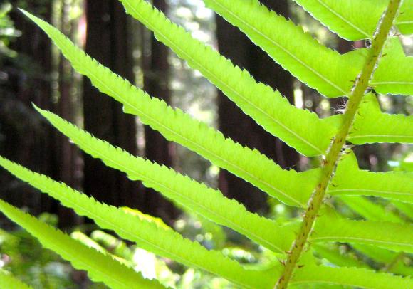 Redwoods and ferns: like peas and carrots. Photo by Maria Grusauskas.