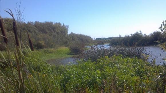 Nice place for a bird, right? The common cuckoo thought so. Thank Watsonville Wetlands Watch for rehabbing what used to be an ag field. Hilltromper photo. 