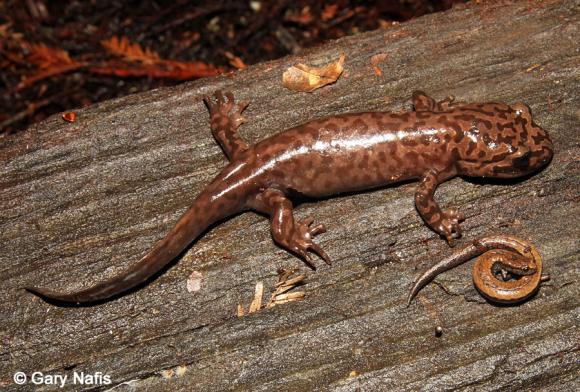 California Giant Salamander adult compared to a Slender Salamander. Photo credit to Gary Nafis 