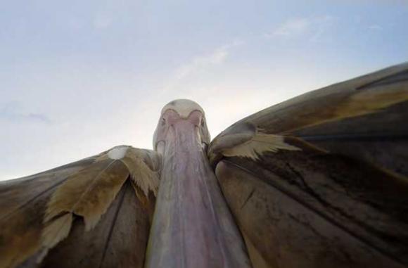A Tasmanian man taught this orphaned pelican to fly. And that's not the most incredible video in this blogpost.