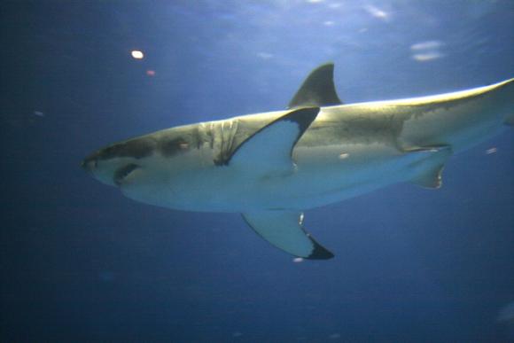 A great white shark cruises the tank at the Monterey Bay Aquarium. Photo by Brocken Inaglory/Creative Commons.