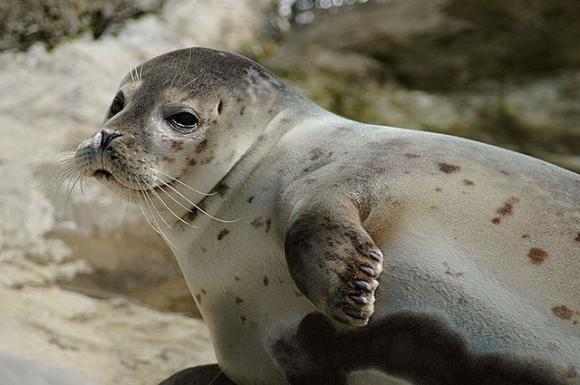 Closeup of a spotted harbor seal on a rock. Photo credit: Marcel Burkhard/Creative Commons.