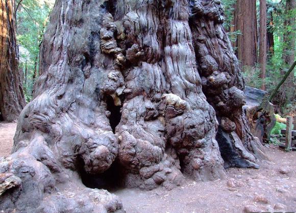 A huge redwood at Henry Cowell with burls—dense knots of wood created when the tree undergoes stress. Creative Commons photo. 