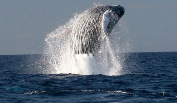 A humpback whale breaching near San Francisco. Photo courtesy of NOAA. 