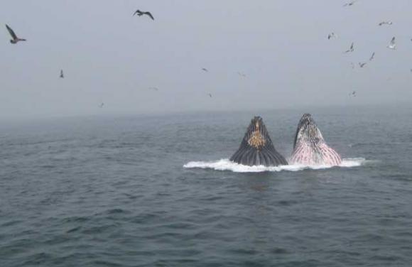 Humpbacks 'lunge feeding' in Monterey Bay last Sunday.