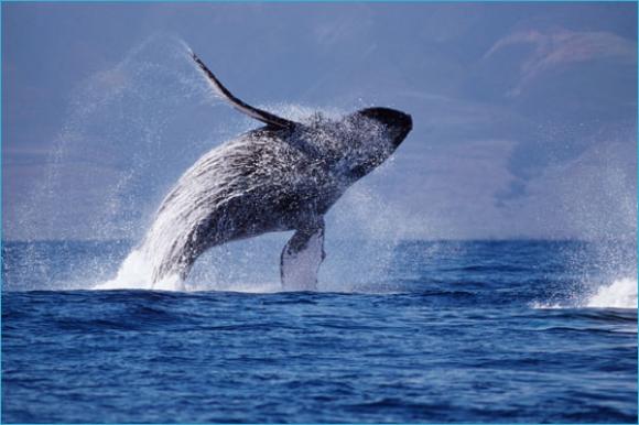 Humpbacks are the acrobats of the cetacean world. Photo by Doug Perrine.