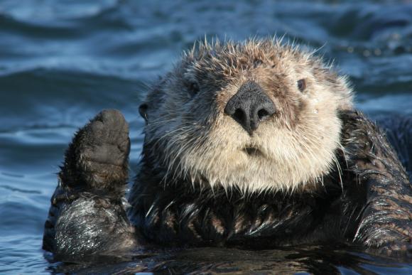 The world's cutest marine mammal.  Photo provided by Yohn Gideon.