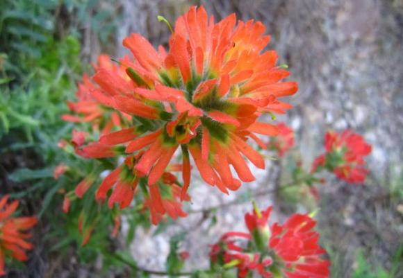 Indian paintbrush at Rancho del Oso in Big Basin State Park. Hilltromper photo.