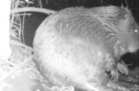 A video released last week shows what may be the first beaver to set up shop on Los Gatos Creek in 150 years.