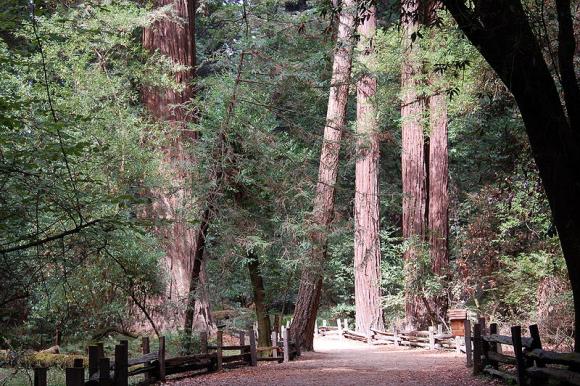 The Redwood Grove Loop makes for flat—and awe-inspiring—walking. Photo by Larry McElhiney/Creative Commons.