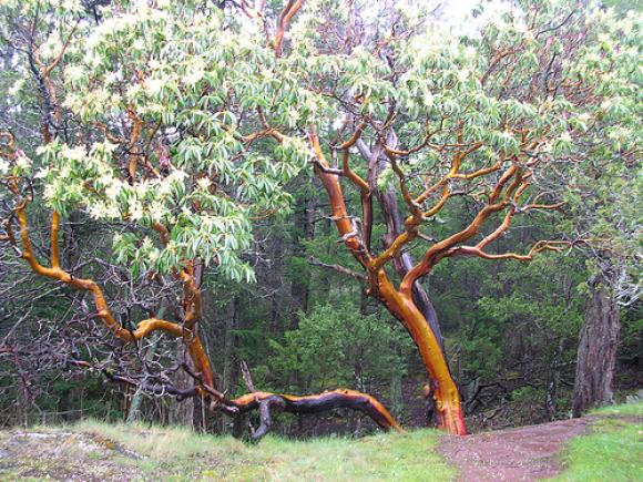 two twisted madrone trees in the rain