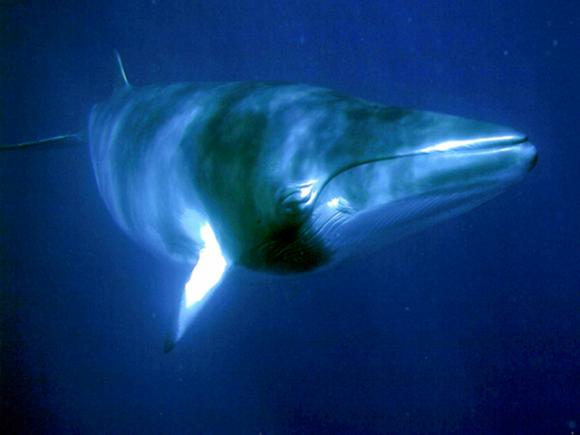 A minke whale enjoys some frickin peace and quiet. Photo by Marc Fueg/Creative Commons.