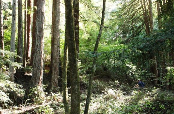 You could play find-the-mountain-biker with this picture, so mighty are the trees.... Photo by Brooke Wright.