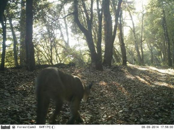A male puma pictured near Highway 17 in August 2014. Pathways for Wildlife photo.