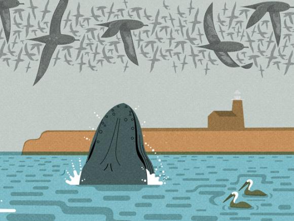 Sooty shearwaters and a humpback whale at Lighthouse Point, from a work-in-progress by Doug Ross.