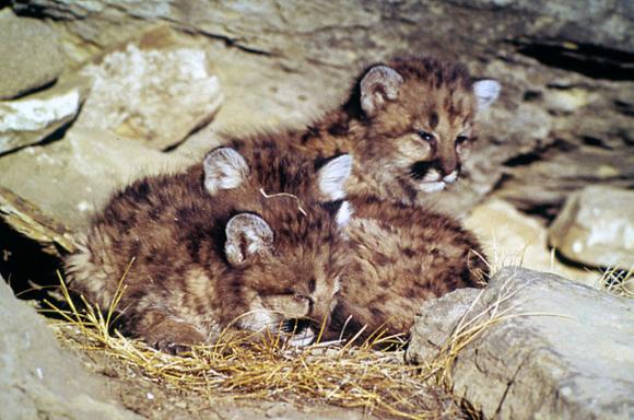 Mountain lion cubs. Genetic diversity is becoming a problem among puma populations near urban centers. 