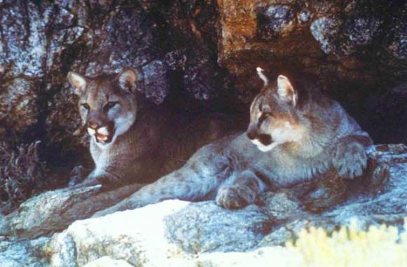 During mating season pumas might make sweet love nine times an hour. 