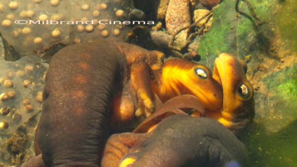 California newt spawning ball