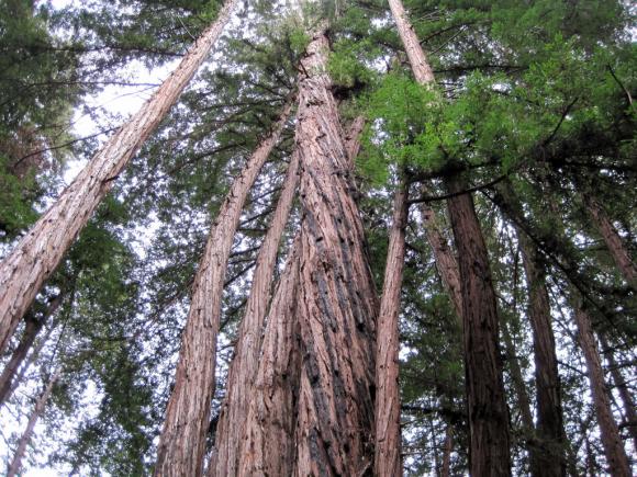 The Twisted Grove in Forest of Nisene Marks State Park. Photo by Leor Pantilat.