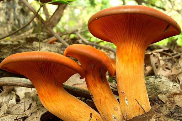 Jack-o-Lantern mushrooms photographed by Jason Hollinger.