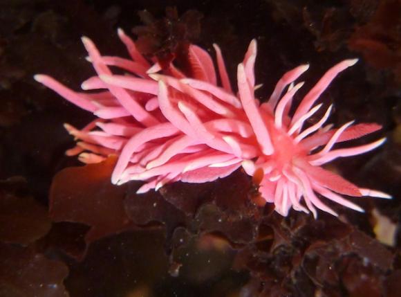 Hopkin's Rose Nudibranch, common in Southern California, is moving north with the warming currents. Photo by Rebecca Johnson.