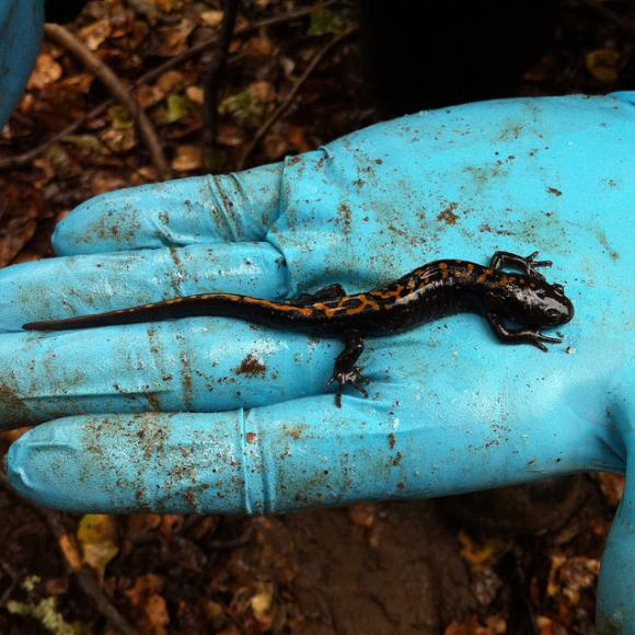 Adult Santa Cruz Long-Toed Salamander, observed at Ellicott Slough. Photo credit to Matthew Slater and Pacific Southwest Region USFWS