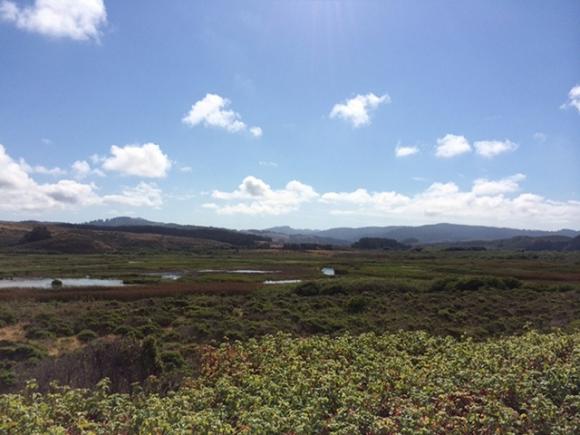 The wetlands that lie just inland from Pescadero State Beach are pretty easy on the eyes. Be careful, though—the stuff in the foreground is poison oak, and there's lots of it. Hilltromper photo.