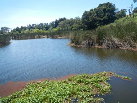 A veil of tule reeds have encircled Pinto Lake for hundreds of years.