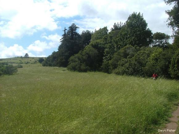 Lookout Trail skirts a meadow in the upper part of Pogonip. Photo credit: Gwyn Fisher.