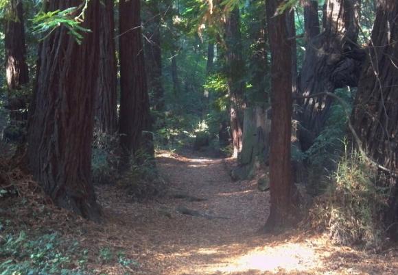A cool, shady section of Pogonip Creek Trail, which leads through the park's bottomland. Hilltromper photo. 