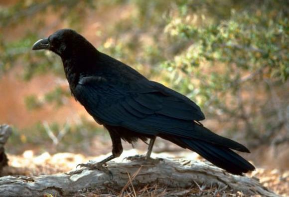 The presence of ravens, encouraged by crumbs, poses a threat to Big Basin's marbled murrelets. Public domain photo.