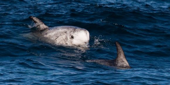 The characteristic blunt head and body scars of a Risso's dolphin are on display in this specimen. Photo by Mike Baird.