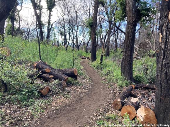 Finished trail with oak regrowth and cleared hazard trees. Brian Homberger for Land Trust Santa Cruz County