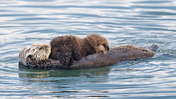 A sea otter nurses a pup. Photo by Mike Baird/Creative Commons.
