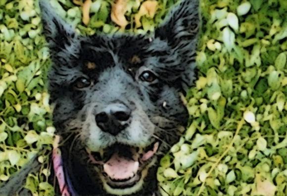 Shelby, border collie and chow. Photo courtesy Robert Sward.