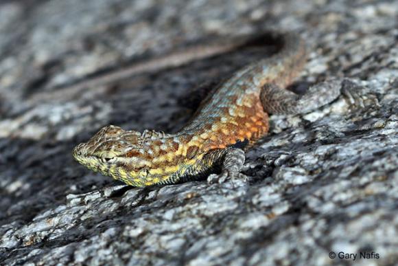 Coat of many colors. The color of the male's sides and throat (in this case orange) correlates to a particular breeding strategy.  Photo by Gary Nafis.