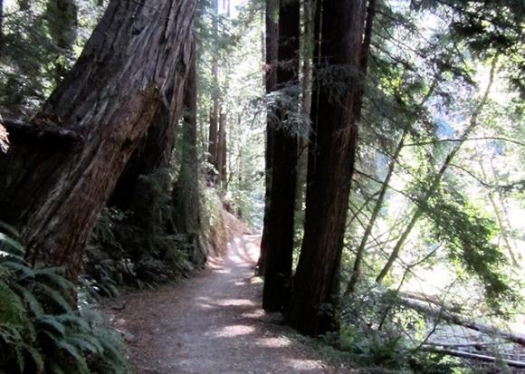 The lower half of the Skyline-to-the-Sea Trail—basically a fire road between Waddell Beach and Berry Creek Falls — follows West Waddell Creek. Hilltromper photo.