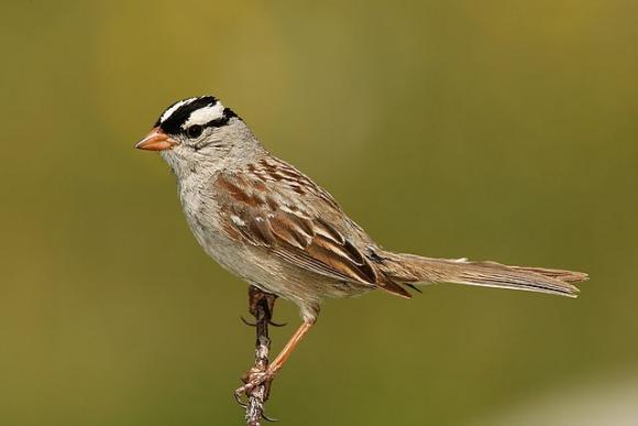 White-crowned sparrows "speak" dialects—the songs they learn have localized attributes.  Photo by Wolfgang Wander/Creative Commons.