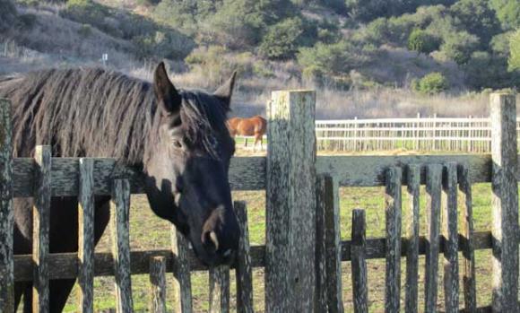 Wilder Ranch Draft Horses
