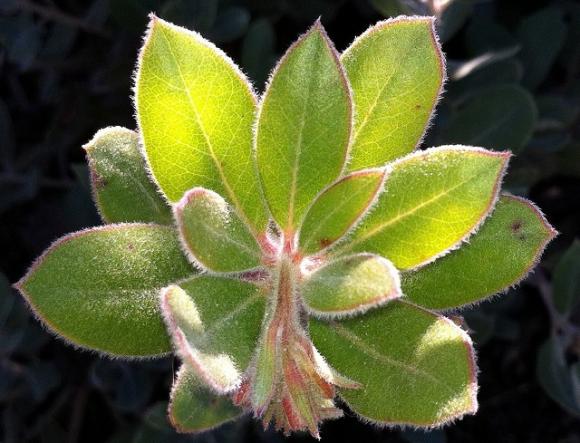 The Bonny Doon manzanita, found only in this county. Jackie Pascoe photo.