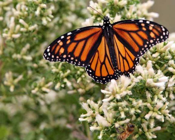 A monarch butterfly on coyote brush. Photo by Mike Baird on Flickr.