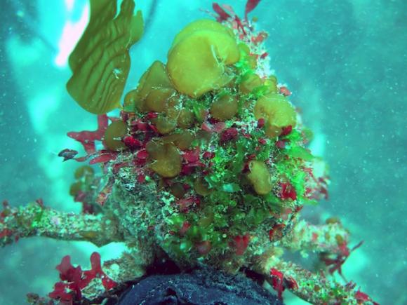 The shells of decorator crabs are adorned with algae and other marine life that help them hide from predators. Catherine Drake photo.