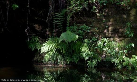 Pescadero Creek runs through the middle of Portola Redwoods. Photo credit: Damien Jay.