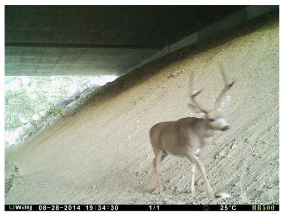 Wildlife cam image of a black-tailed deer crossing safely under a  highway courtesy Road Ecology Center.