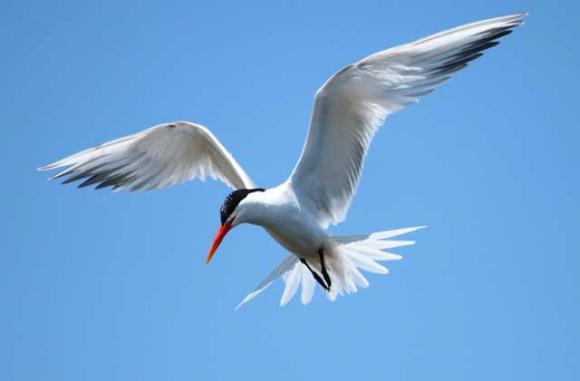 An elegant tern at the top of its dive-bomb fishing maneuver—showing how it got its name. Photo by Regular Daddy.