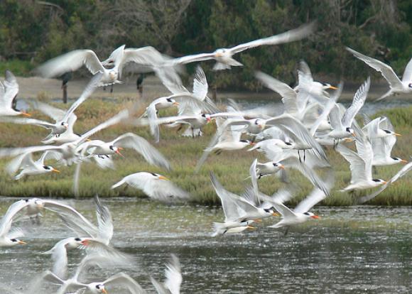 A mass of terns (white seabirds) taking flight over a wetlands. Photo by VIcki and Chuck Rogers/Creative Commons.